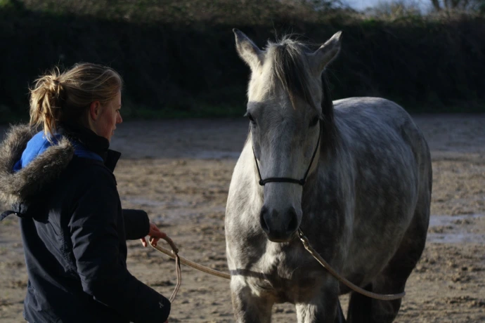 éducation du cheval